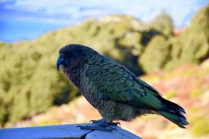 A kea bird