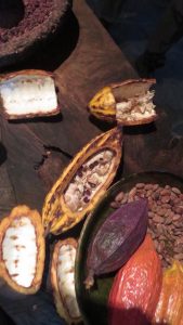 Learning about Cacao from the sitio intinan museum, mitad del mundo