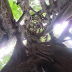 inside a twisted tree