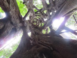 inside a twisted tree