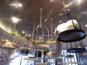 More cats from the cat cafe