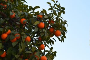 I love the orange trees here, and I couldn’t decide on my favorite photo to share here! 