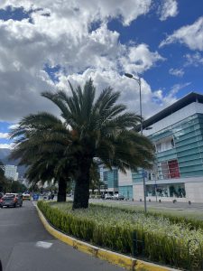 A large palm tree next to a shopping mall.