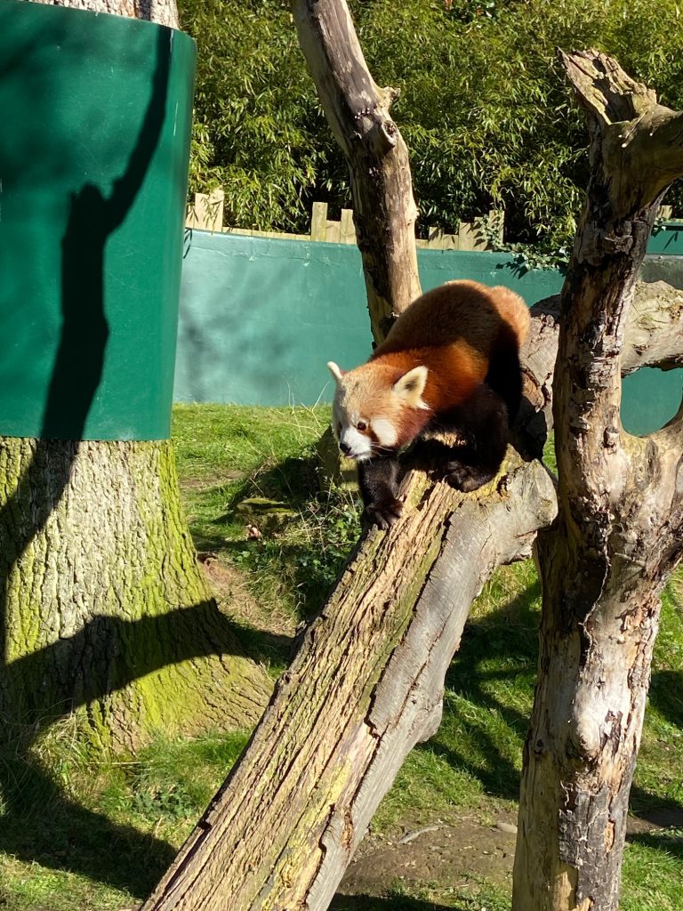 Red panda walking down a log in its enclosure