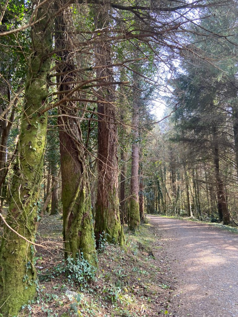 walkway in the woods surrounded by trees