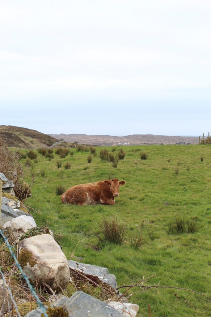 cow laying in a green pasture with a stone fence to its left
