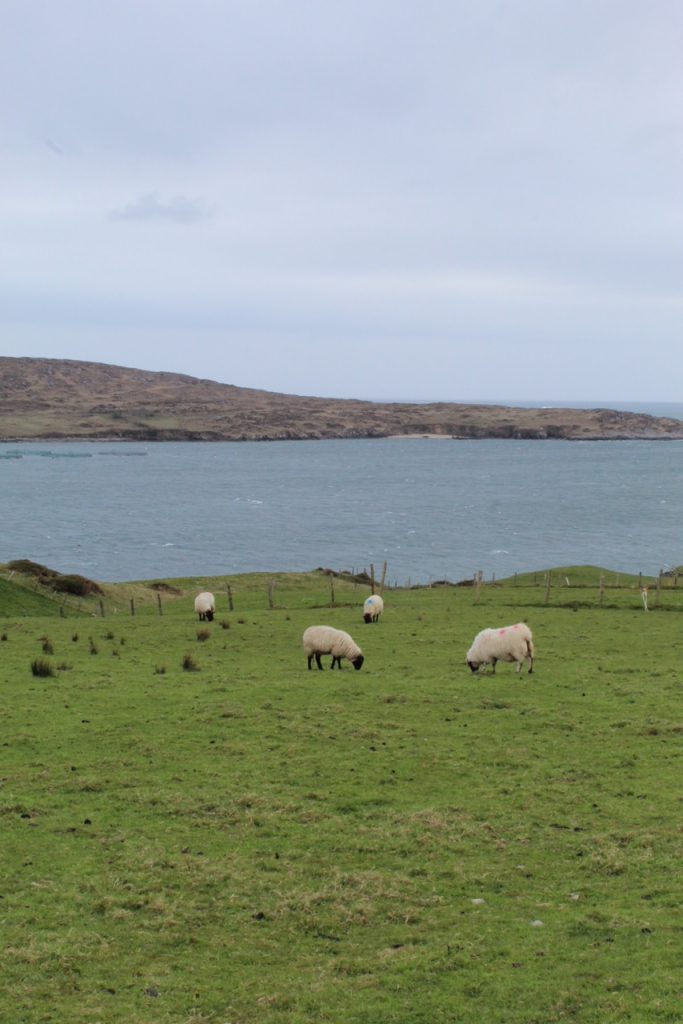pasture of green grass, sheep in the fields, and the ocean and distant coast in the back
