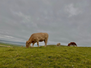 A brown cow on the cliff side eating grass