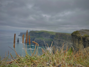 A view of the water and cliffs with some different varieties of grass and plants lining the edge of the cliff