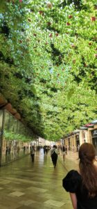 Shopping area in Aix-en-Provence. The stone path is shaded by a massive canopy of foliage and roses draped from one rooftop to another. Great shield from the heat