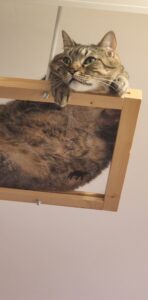 Opium, a brown tabby cat, lying on a wood and plastic climbable platform hanging from the white ceiling. His face and front paws are hanging off the side as he stares off into the distance.