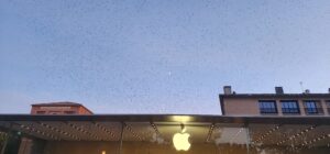 Above the Apple Store at sunset, hundreds of birds look like dots in a periwinkle sky