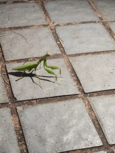 A praying mantis we saw on our walk, with its front legs rested on the ground. 
