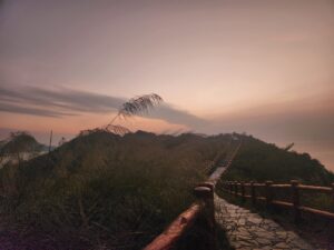 A picture of the hiking path: the bushes reaching over the path fencing, the dusty pink sunset in the background. 