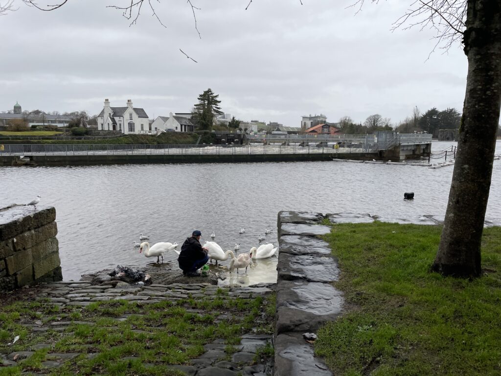 a man crouching next to a riverbank feeding swans