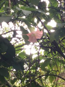 Pictured is a webbed pink flower that is hanging from above vines. The flow is surrounded by small branches and tree leaves with the sun peaking through the branch gaps. 
