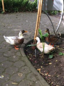 Pictured are some local ducks resting near a rain puddle. These ducks a very huge and have different colorings; I duck is white and brown, another is mostly white with smaller red details, and the third is dark brown with a little black. 