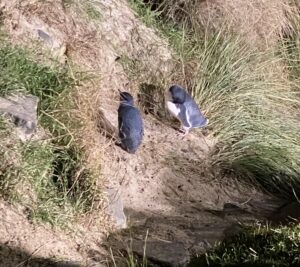two small blue penguins on the beach