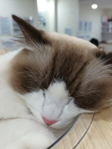 Sleeping Cat.