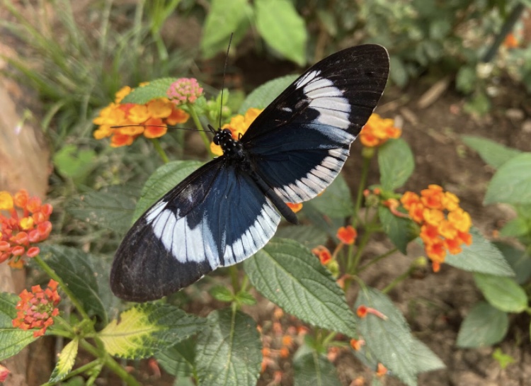 Pictured is an aerial view a butterfly sitting on shrub. The butterfly has blue, white, and black coloring while the shrub has green leaves and orange/yellow flowers. 