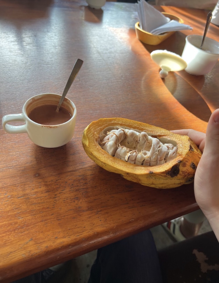 pictured is a cocoa bean with big white seeds inside. Also pictured is a white coffee cup with Yumbos hot chocolate inside. 