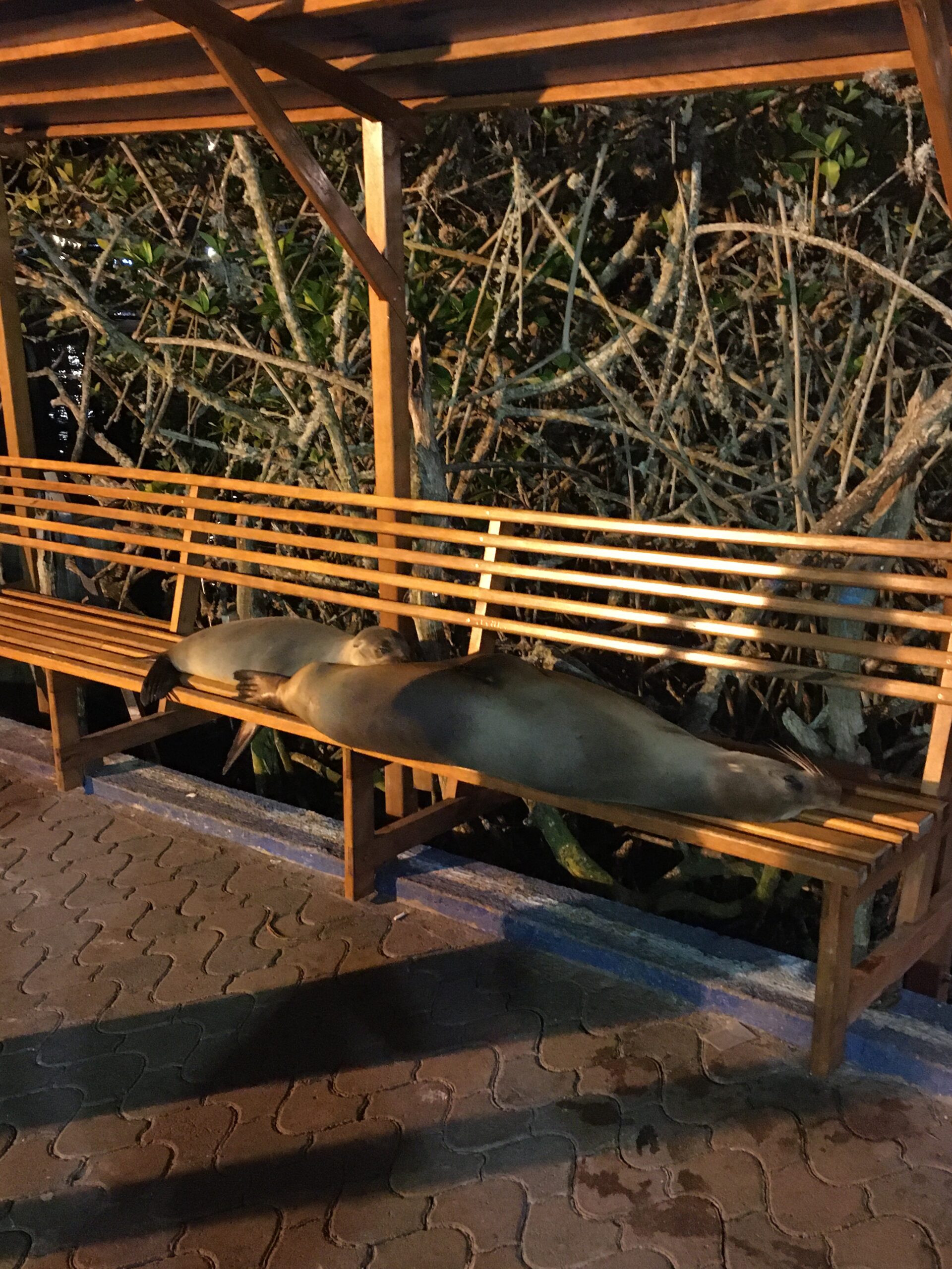 Pictured is a bench in Santa Cruz with two sea lions on the bench. It is a mama and her baby sleeping on the bench.
