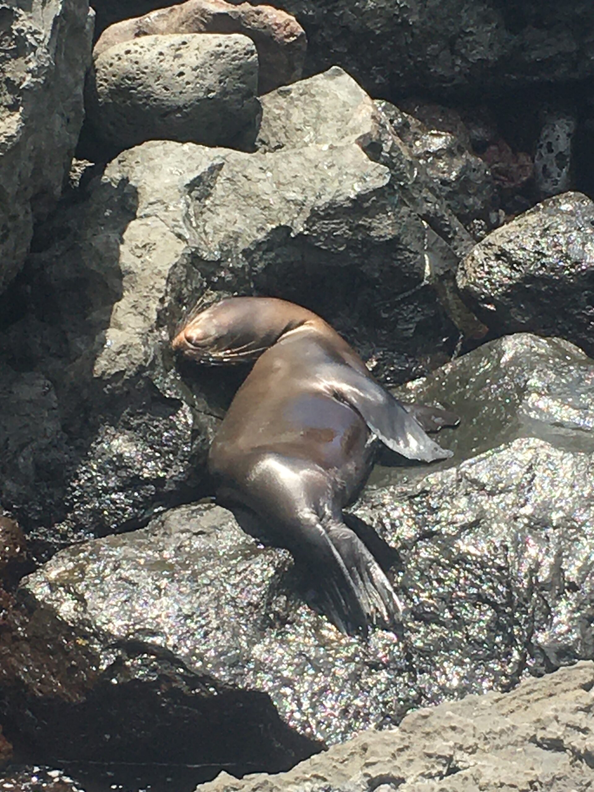 Pictured is a sea lion sitting on a grouping of rocks. In the phot, the sea lion has its neck completely extended back towards its back.