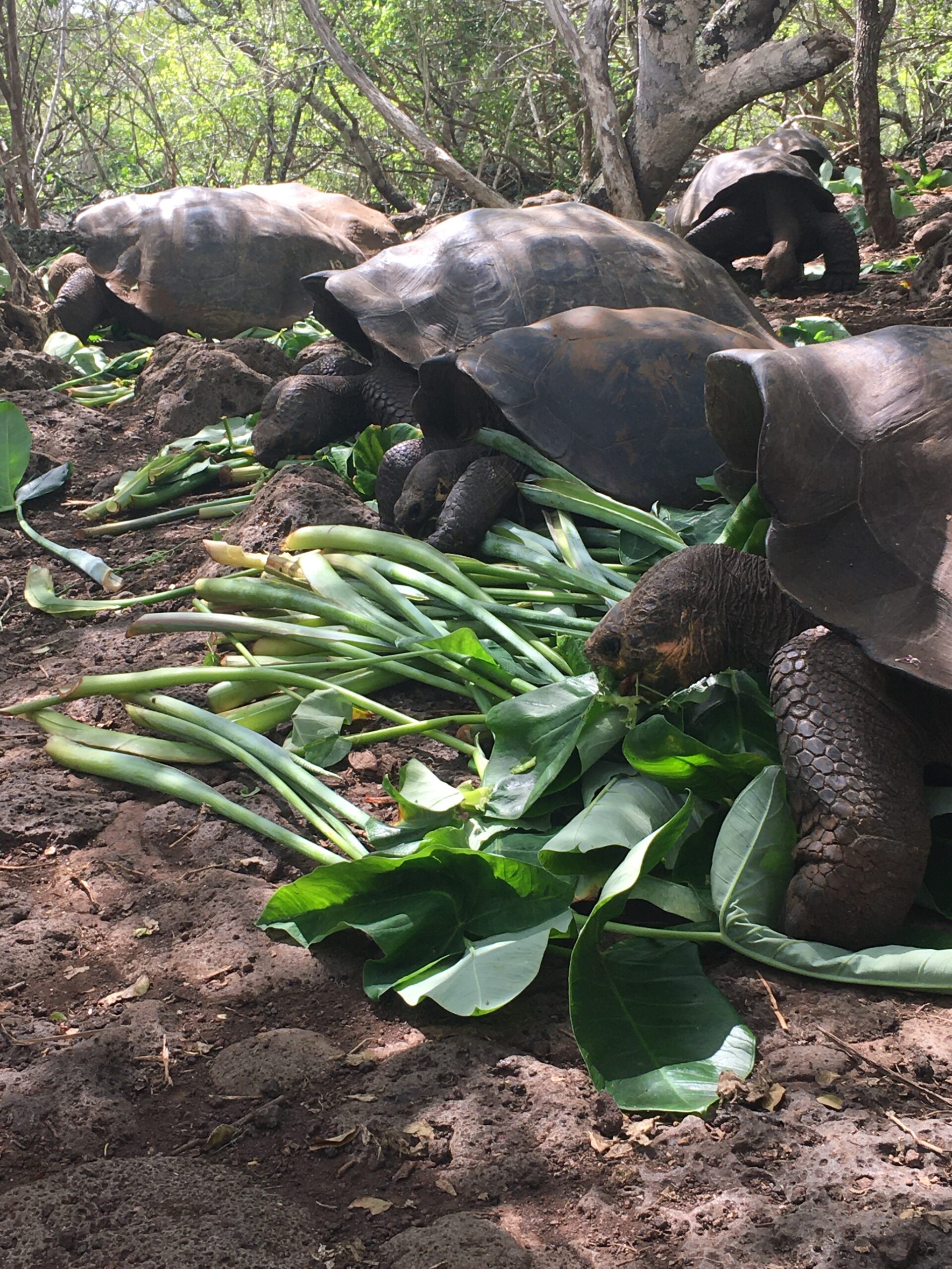 Pictured is a line of tortoises eating greenery. They are in a wooded sanctuary.