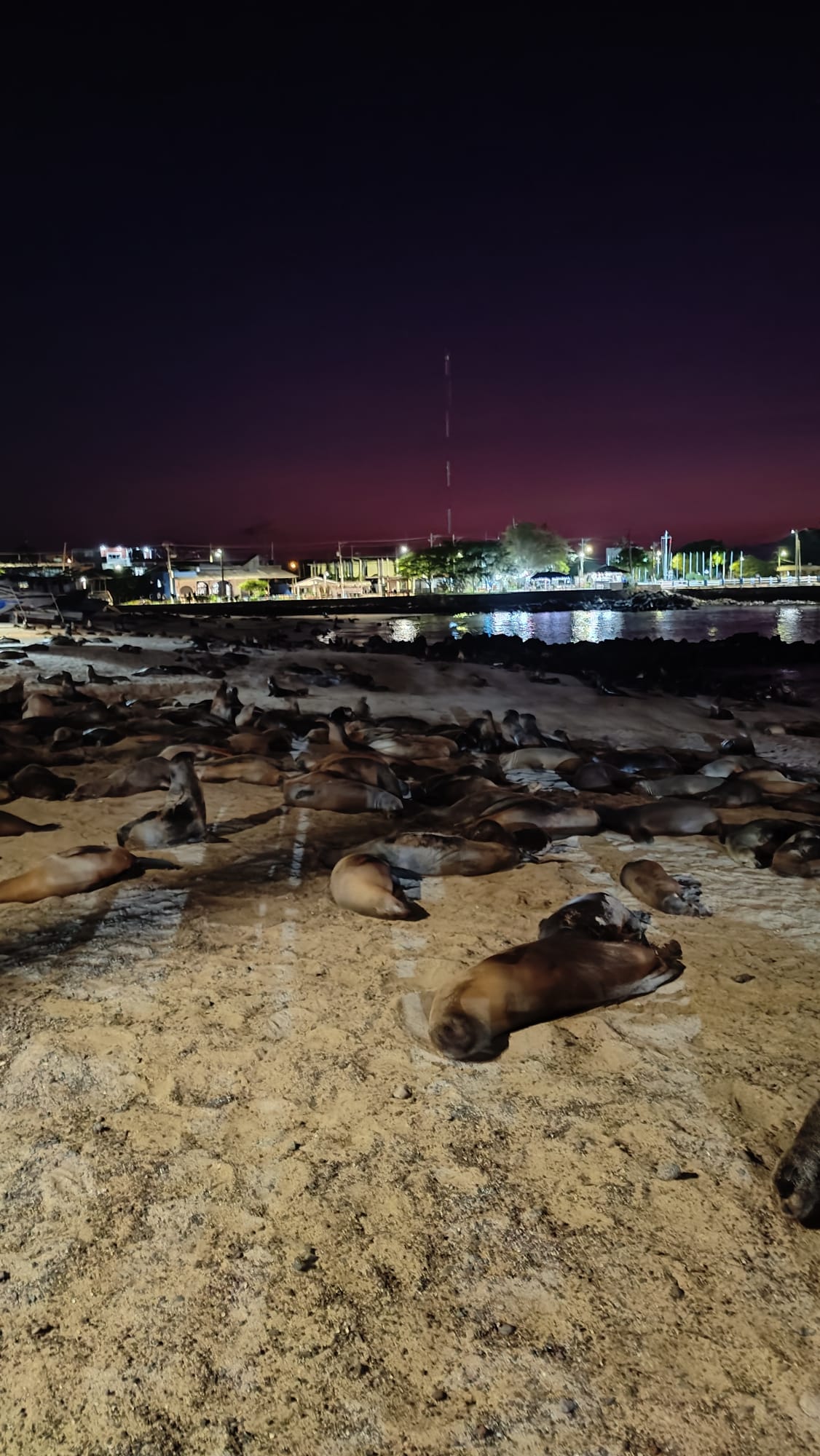Pictured is the beach at night. The background sky is a dark purple with lights from buildings shining through. On the beach itself are a ton of sea lions laying down for the night. 