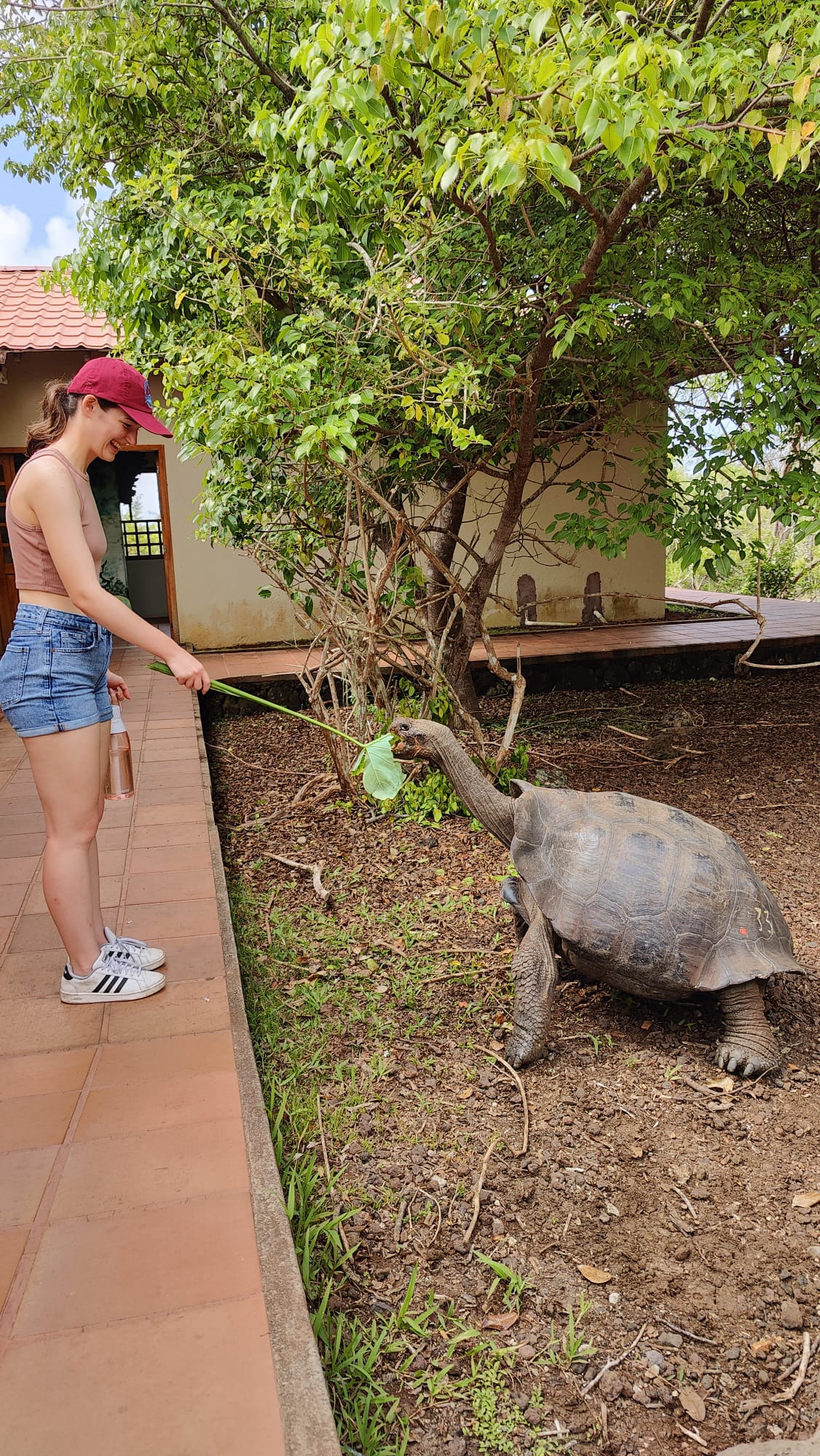 Pictured is me feeding a giant leaf to a tortoise. In the photo, the tortoise has the leaf in its mouth while I'm holding the stem and smiling at it. 