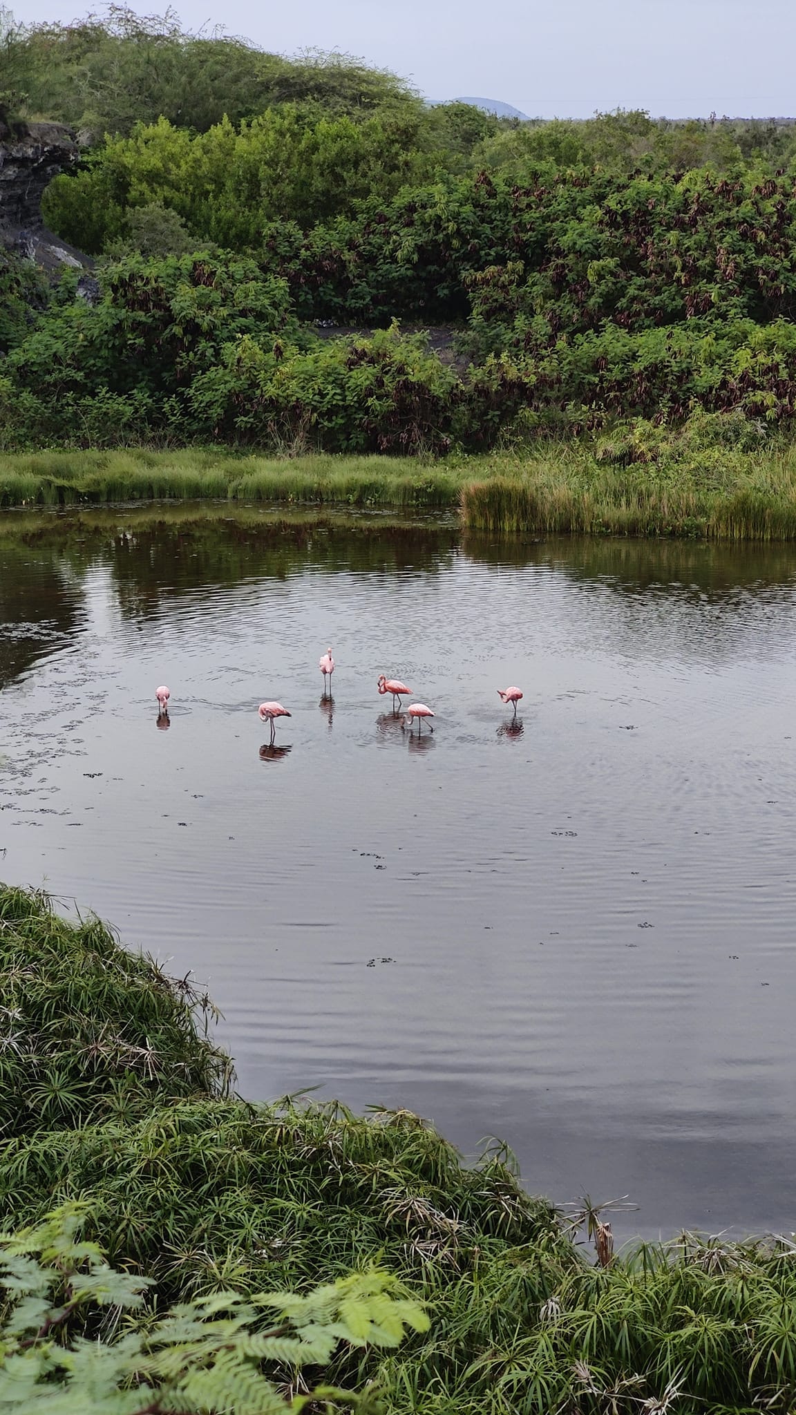 Pictured are 5 flamingos in a pond. They are looking for food and clean themselves. Surrounding the pond is a lot of greenery and trees.