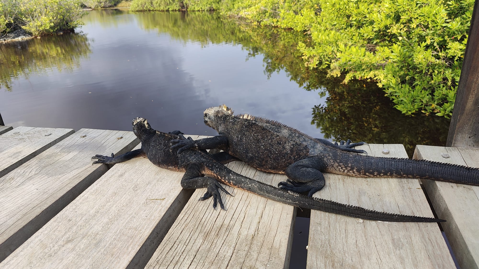 Pictured are two sea lizards on a wooden walkway putting their arms on each other's backs. Behind them is a pond and greenery.
