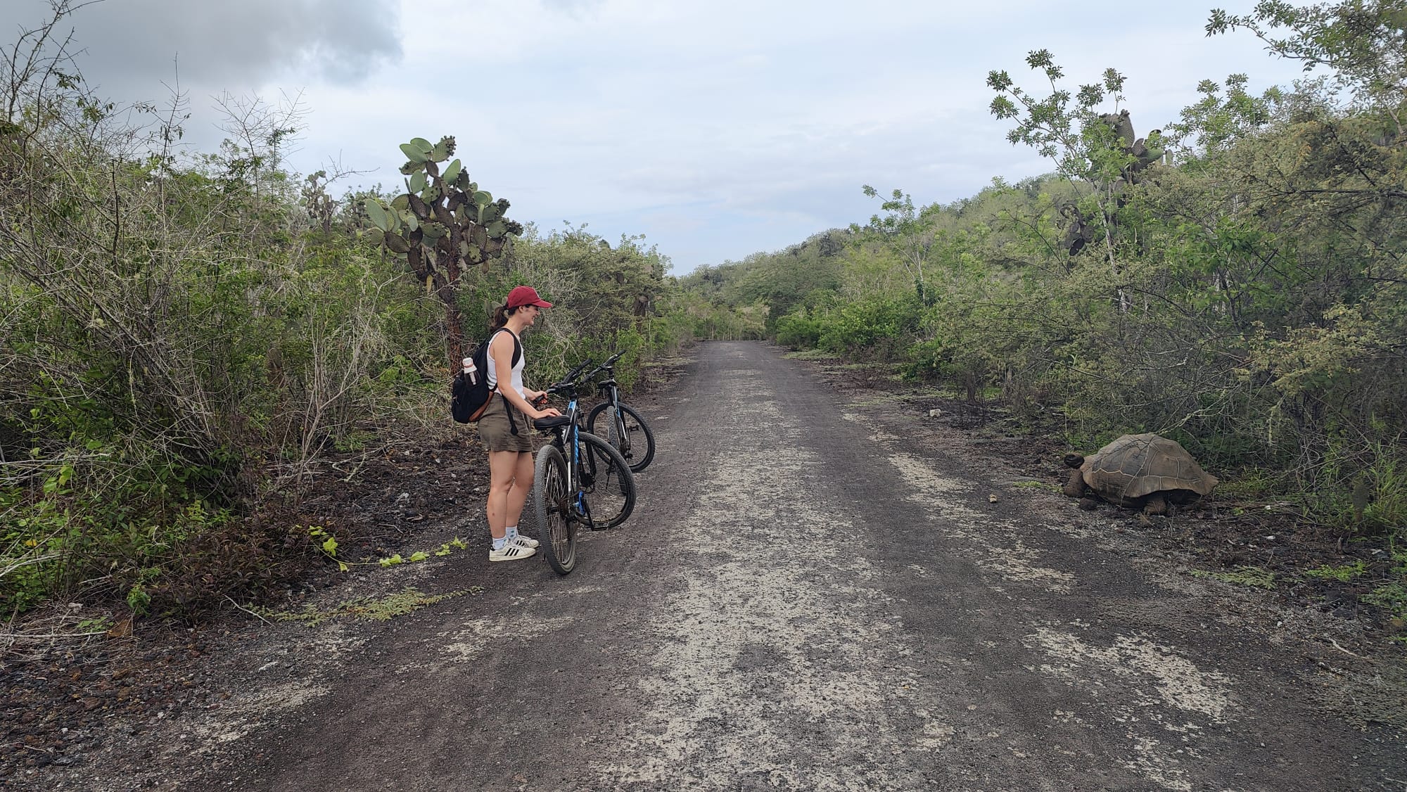 Pictured is me on a dirt pathway with my bike. On the other side of the dirt path is a wild tortoise that I am admiring. 