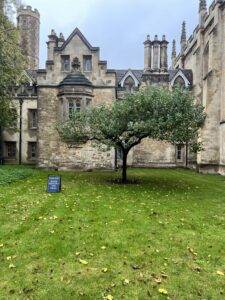 A short but majestic looking apple tree growing in a grassy patch in front of an old English style building at King’s college