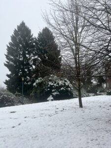 A light dusting of snow on a hill. A shorter, barren tree sits off to the right with some larger trees in the distance 