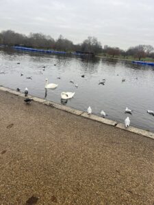 Lake in Hyde Park with a giant swarm of birds in the water and on the path