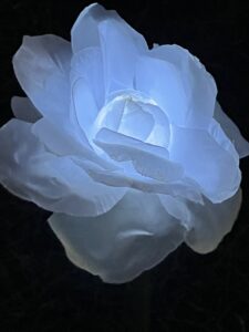 A close up of one of the lighted white roses. A light glows from the center and the rose gets gradually less illuminated towards the outer petals