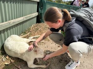 Me kneeling down and petting a white kangaroo.