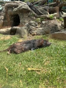 Tasmanian devil sleeping in the grass.