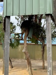 Koala sitting up in a tree.