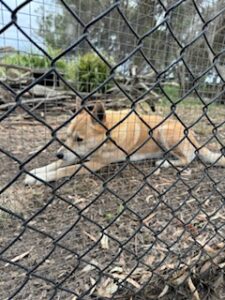 Dingo laying down in enclosure.