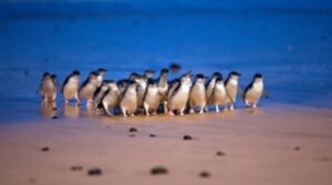 Penguins walking across the beach in a group