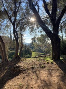 Image looking through the trees towards the country side at the pottery studio. 