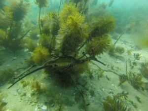 Sea dragon swimming among seaweed