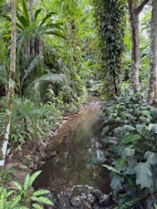 Creek running through a rainforest
