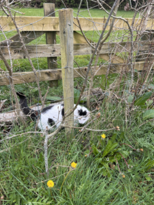 a fluffy cat with markings similar to a cow hidden by a tree