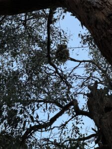 3 koalas in tree