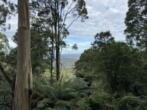 city view from above between trees