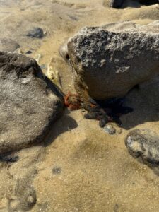 two starfish in the sand