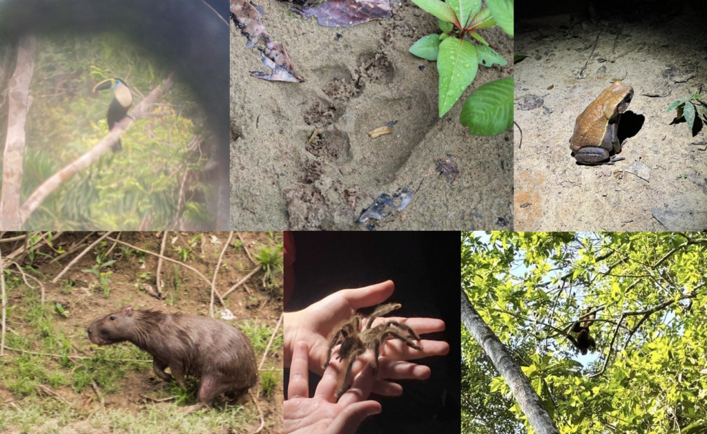 A collage of many animals in the Amazon.